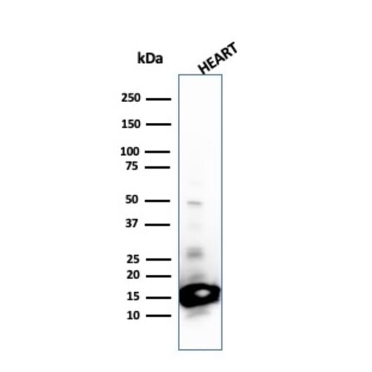 Western Blot - Anti-Cytochrome C Antibody [SPM389] - BSA and Azide free (A252824) - Antibodies.com