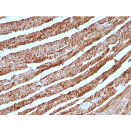 Immunohistochemistry - Anti-Cytochrome C Antibody [CTC05] - BSA and Azide free (A252824) - Antibodies.com