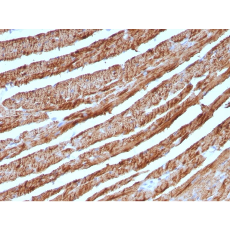 Immunohistochemistry - Anti-Cytochrome C Antibody [CTC05] - BSA and Azide free (A252824) - Antibodies.com