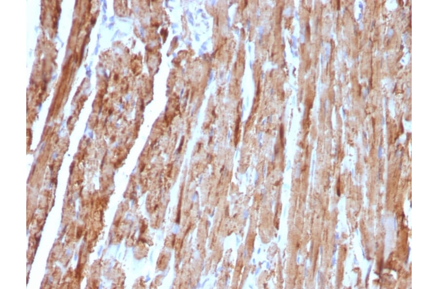 Immunohistochemistry - Anti-Cytochrome C Antibody [CYCS/1010] - BSA and Azide free (A252825) - Antibodies.com