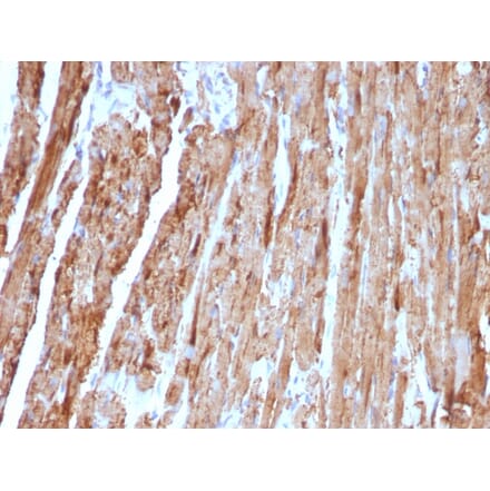 Immunohistochemistry - Anti-Cytochrome C Antibody [CYCS/1010] - BSA and Azide free (A252825) - Antibodies.com