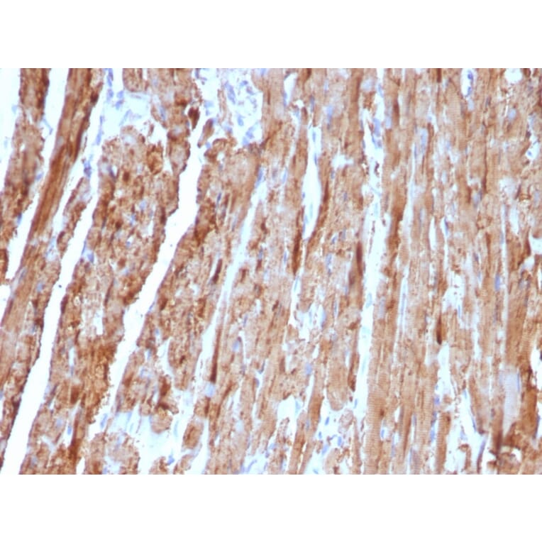 Immunohistochemistry - Anti-Cytochrome C Antibody [CYCS/1010] - BSA and Azide free (A252825) - Antibodies.com