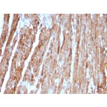 Immunohistochemistry - Anti-Cytochrome C Antibody [CYCS/1010] - BSA and Azide free (A252825) - Antibodies.com