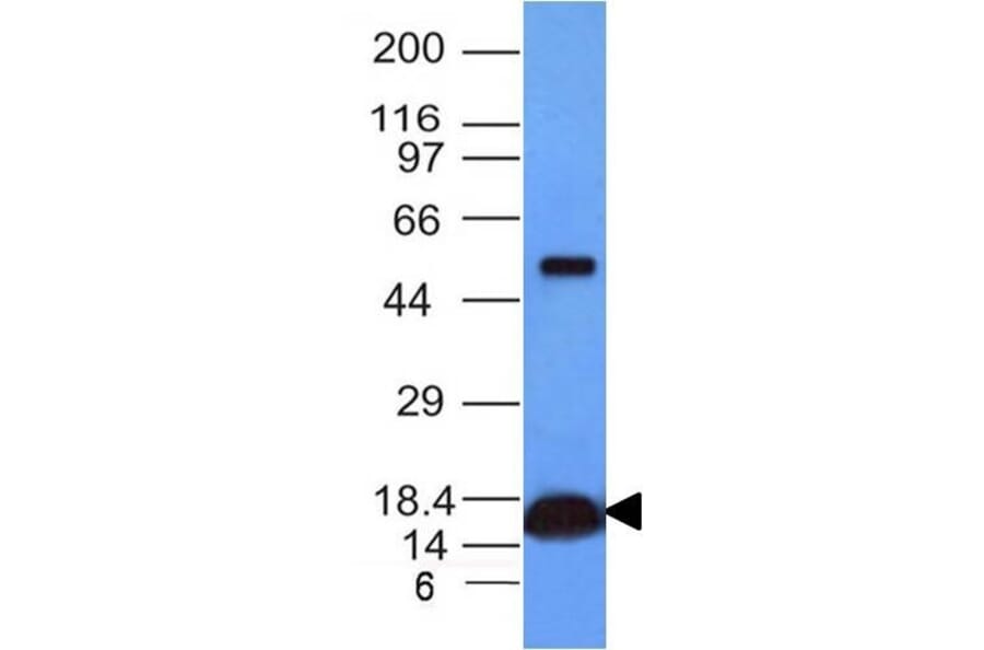 Western Blot - Anti-Cytochrome C Antibody [CYCS/1010] - BSA and Azide free (A252826) - Antibodies.com
