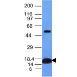 Western Blot - Anti-Cytochrome C Antibody [CYCS/1010] - BSA and Azide free (A252826) - Antibodies.com