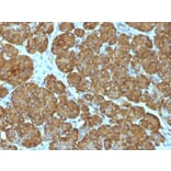Immunohistochemistry - Anti-Cytochrome C Antibody [CYCS/1010] - BSA and Azide free (A252826) - Antibodies.com