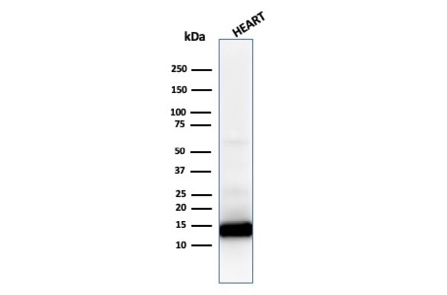 Western Blot - Anti-Cytochrome C Antibody [CYCS/1010] - BSA and Azide free (A252826) - Antibodies.com