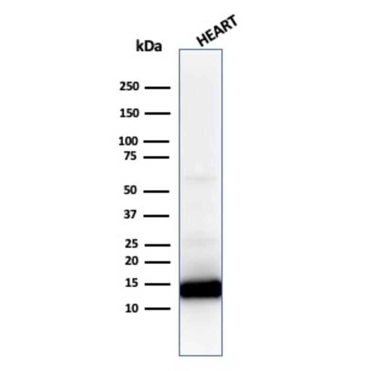 Western Blot - Anti-Cytochrome C Antibody [CYCS/1010] - BSA and Azide free (A252826) - Antibodies.com