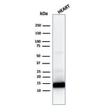 Western Blot - Anti-Cytochrome C Antibody [CYCS/1010] - BSA and Azide free (A252826) - Antibodies.com