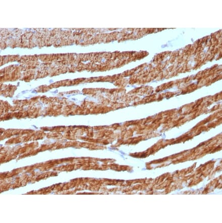 Immunohistochemistry - Anti-Cytochrome C Antibody [7H8.2C12 + CYCS/1010] - BSA and Azide free (A252826) - Antibodies.com