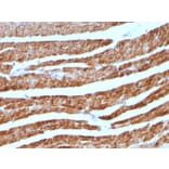 Immunohistochemistry - Anti-Cytochrome C Antibody [7H8.2C12 + CYCS/1010] - BSA and Azide free (A252826) - Antibodies.com