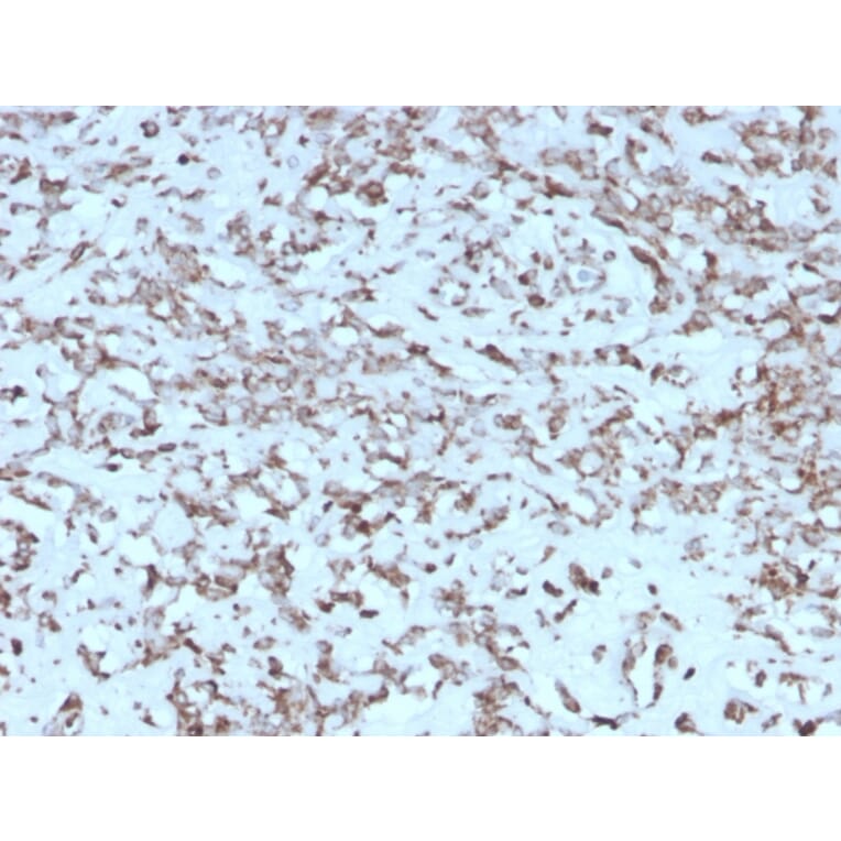 Immunohistochemistry - Anti-Cytochrome C Antibody [rCYCS/1010] - BSA and Azide free (A252828) - Antibodies.com