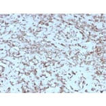 Immunohistochemistry - Anti-Cytochrome C Antibody [rCYCS/1010] - BSA and Azide free (A252828) - Antibodies.com