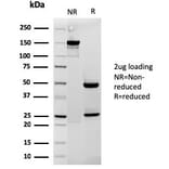 SDS-PAGE - Anti-Cytochrome C Antibody [rCYCS/1010] - BSA and Azide free (A252828) - Antibodies.com