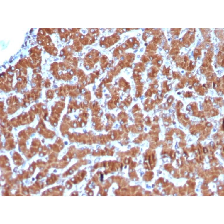 Immunohistochemistry - Anti-Cytochrome C Antibody [CYCS/3128R] - BSA and Azide free (A252829) - Antibodies.com