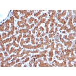 Immunohistochemistry - Anti-Cytochrome C Antibody [CYCS/3128R] - BSA and Azide free (A252829) - Antibodies.com