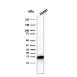 Western Blot - Anti-Cytochrome C Antibody [CYCS/3128R] - BSA and Azide free (A252829) - Antibodies.com