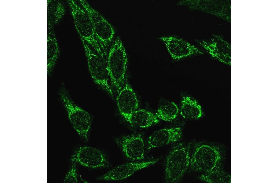 Immunofluorescence - Anti-Cytochrome C Antibody [CYCS/3128R] - BSA and Azide free (A252829) - Antibodies.com