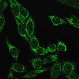 Immunofluorescence - Anti-Cytochrome C Antibody [CYCS/3128R] - BSA and Azide free (A252829) - Antibodies.com