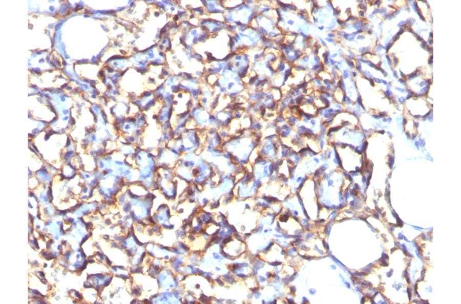 Immunohistochemistry - Anti-Podocalyxin Antibody [3D3] - BSA and Azide free (A252830) - Antibodies.com