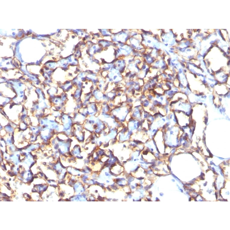 Immunohistochemistry - Anti-Podocalyxin Antibody [3D3] - BSA and Azide free (A252830) - Antibodies.com