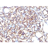 Immunohistochemistry - Anti-Podocalyxin Antibody [3D3] - BSA and Azide free (A252830) - Antibodies.com