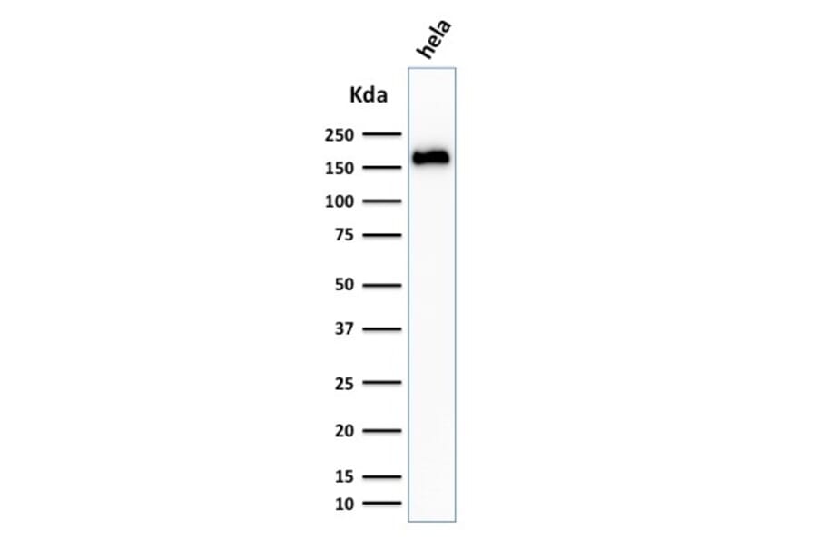 Western Blot - Anti-Podocalyxin Antibody [3D3] - BSA and Azide free (A252830) - Antibodies.com