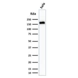 Western Blot - Anti-Podocalyxin Antibody [3D3] - BSA and Azide free (A252830) - Antibodies.com