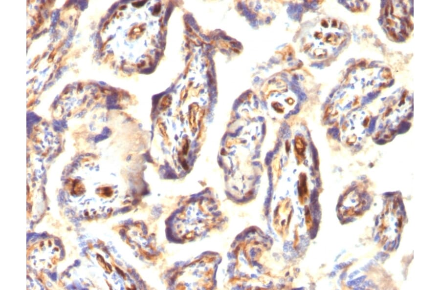 Immunohistochemistry - Anti-Podocalyxin Antibody [3D3] - BSA and Azide free (A252830) - Antibodies.com