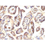 Immunohistochemistry - Anti-Podocalyxin Antibody [3D3] - BSA and Azide free (A252830) - Antibodies.com