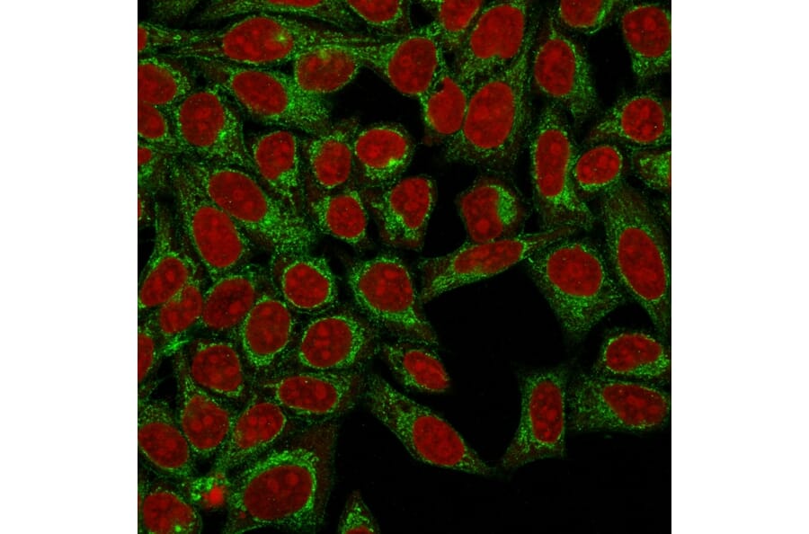 Immunofluorescence - Anti-Podocalyxin Antibody [3D3] - BSA and Azide free (A252830) - Antibodies.com