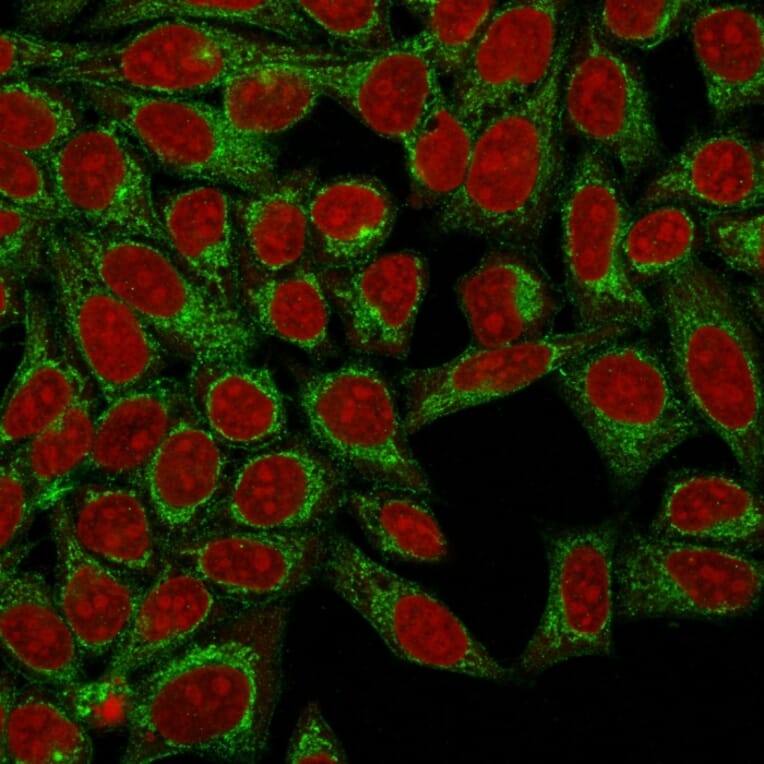 Immunofluorescence - Anti-Podocalyxin Antibody [3D3] - BSA and Azide free (A252830) - Antibodies.com