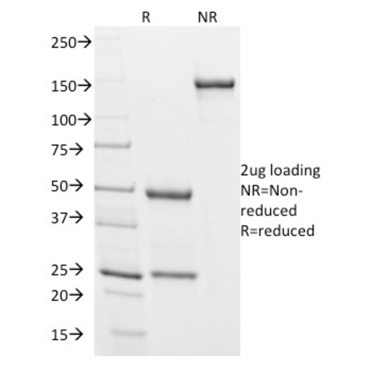 SDS-PAGE - Anti-Podocalyxin Antibody [3D3] - BSA and Azide free (A252830) - Antibodies.com