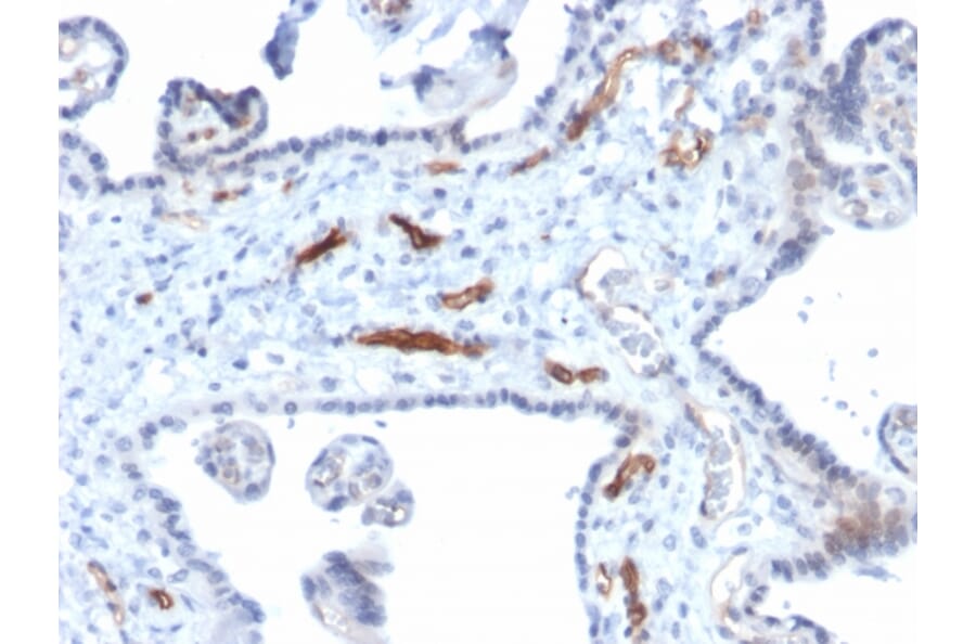 Immunohistochemistry - Anti-Podocalyxin Antibody [PODXL/2184] - BSA and Azide free (A252831) - Antibodies.com