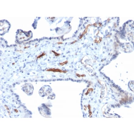 Immunohistochemistry - Anti-Podocalyxin Antibody [PODXL/2184] - BSA and Azide free (A252831) - Antibodies.com