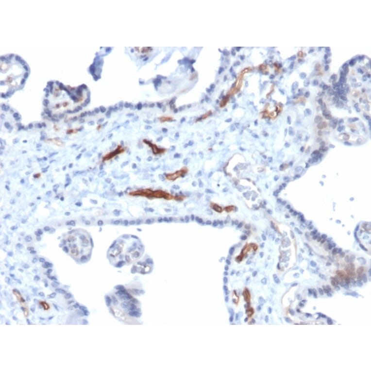 Immunohistochemistry - Anti-Podocalyxin Antibody [PODXL/2184] - BSA and Azide free (A252831) - Antibodies.com