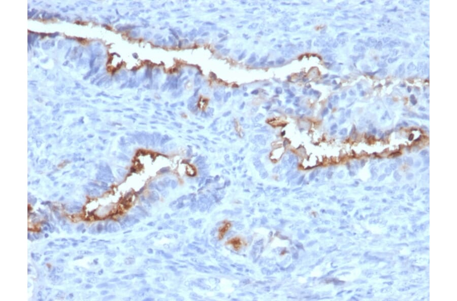 Immunohistochemistry - Anti-Podocalyxin Antibody [PODXL/2184] - BSA and Azide free (A252830) - Antibodies.com