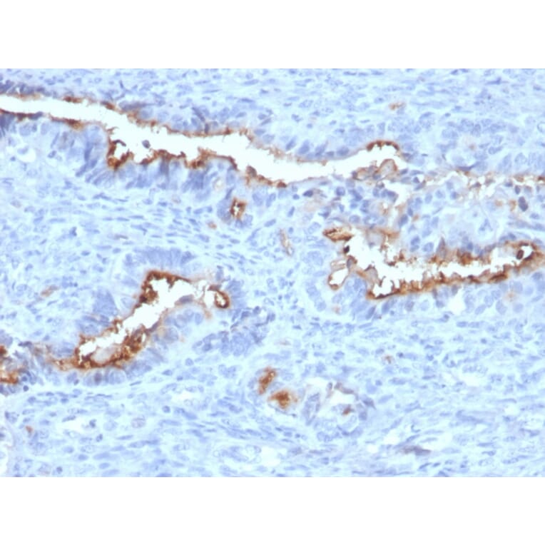 Immunohistochemistry - Anti-Podocalyxin Antibody [PODXL/2184] - BSA and Azide free (A252830) - Antibodies.com