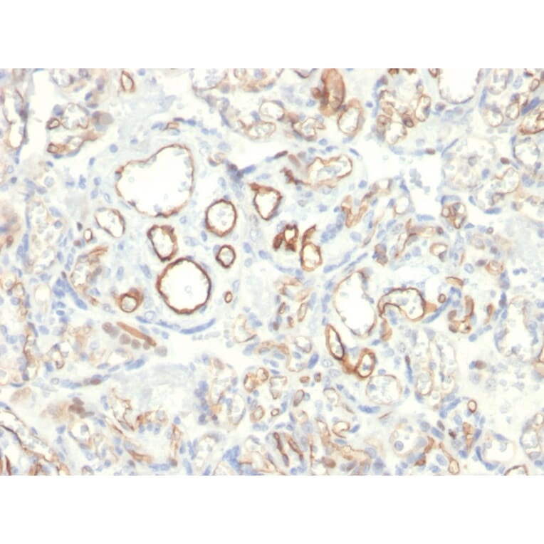 Immunohistochemistry - Anti-Podocalyxin Antibody [PODXL/2185] - BSA and Azide free (A252832) - Antibodies.com