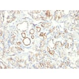 Immunohistochemistry - Anti-Podocalyxin Antibody [PODXL/2185] - BSA and Azide free (A252832) - Antibodies.com