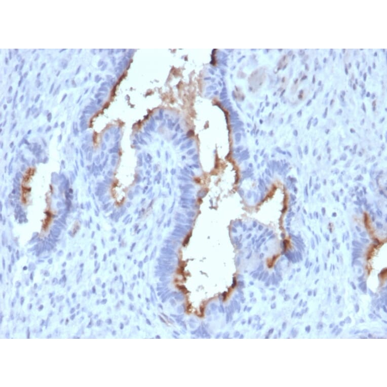 Immunohistochemistry - Anti-Podocalyxin Antibody [PODXL/2185] - BSA and Azide free (A252832) - Antibodies.com