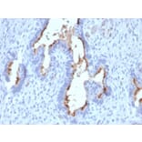 Immunohistochemistry - Anti-Podocalyxin Antibody [PODXL/2185] - BSA and Azide free (A252832) - Antibodies.com