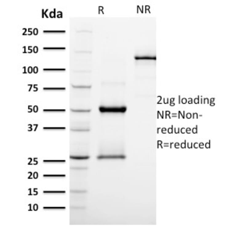 SDS-PAGE - Anti-Podocalyxin Antibody [PODXL/2185] - BSA and Azide free (A252832) - Antibodies.com