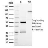 SDS-PAGE - Anti-Podocalyxin Antibody [PODXL/2185] - BSA and Azide free (A252832) - Antibodies.com