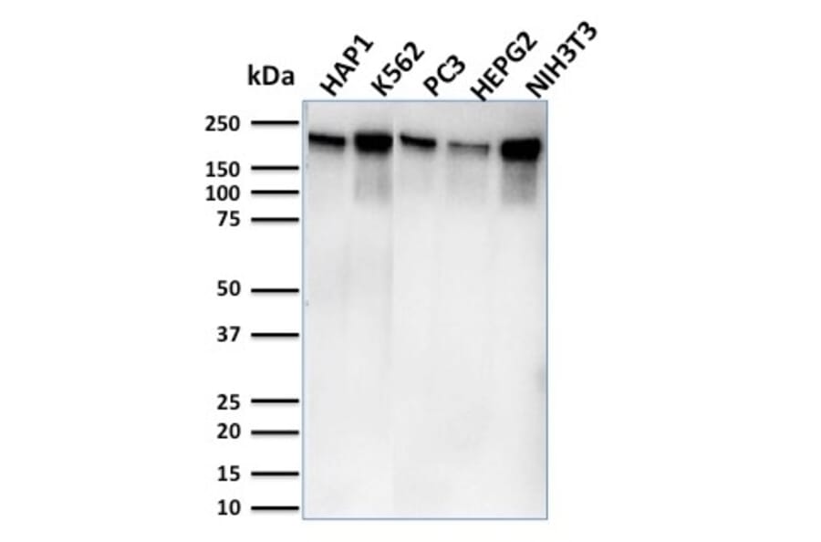 Western Blot - Anti-RNA Polymerase II CTD repeat YSPTSPS Antibody [CTD4H8] - BSA and Azide free (A252834) - Antibodies.com