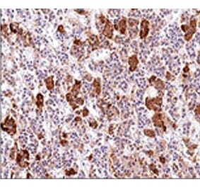 Immunohistochemistry - Anti-ACTH Antibody [AH26] - BSA and Azide free (A252836) - Antibodies.com