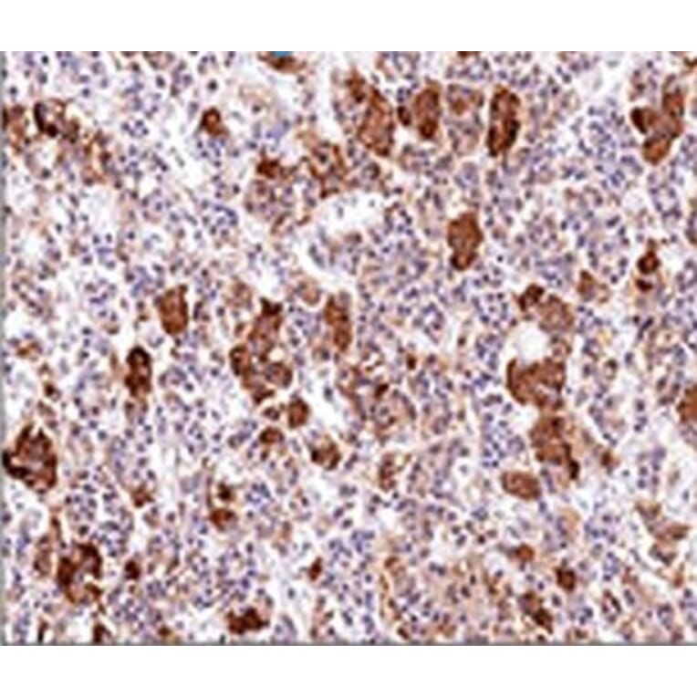 Immunohistochemistry - Anti-ACTH Antibody [AH26] - BSA and Azide free (A252836) - Antibodies.com