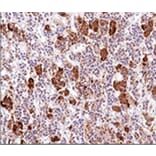 Immunohistochemistry - Anti-ACTH Antibody [AH26] - BSA and Azide free (A252836) - Antibodies.com