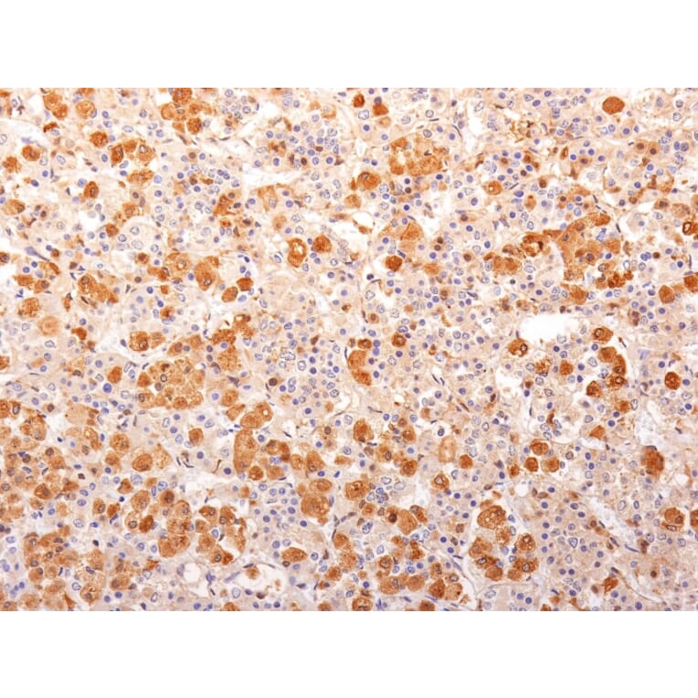Immunohistochemistry - Anti-ACTH Antibody [57] - BSA and Azide free (A252839) - Antibodies.com