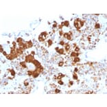 Immunohistochemistry - Anti-ACTH Antibody [CLIP/1407] - BSA and Azide free (A252843) - Antibodies.com